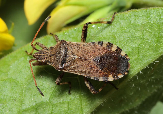 Ceraleptus gracilicornis - tüskéslábú karimáspoloska