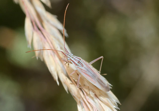 Trigonotylus pulchellus Trigonotylus pulchellus