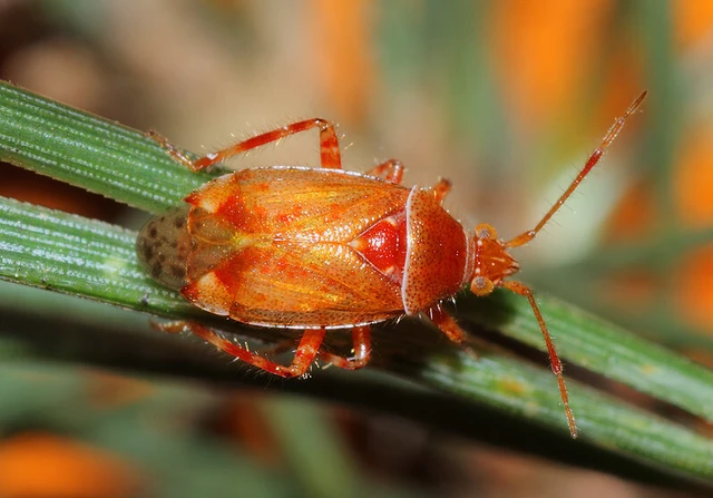 Alloeotomus gothicus