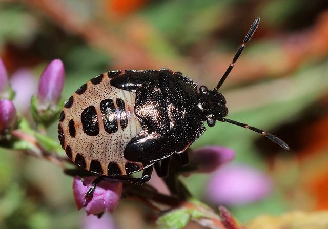 Rhacognathus punctatus - tarkalábú címerespoloska