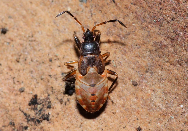 Eremocoris plebejus