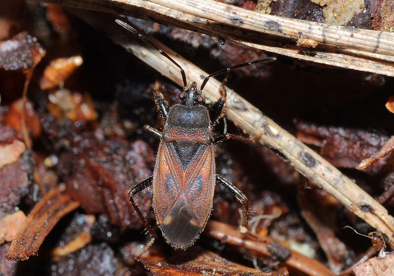 Eremocoris plebejus