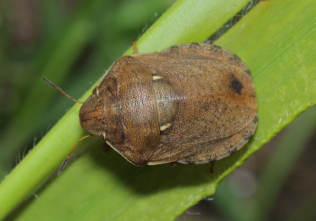 Eurygaster maura - mórpoloska Eurygaster maura - mórpoloska