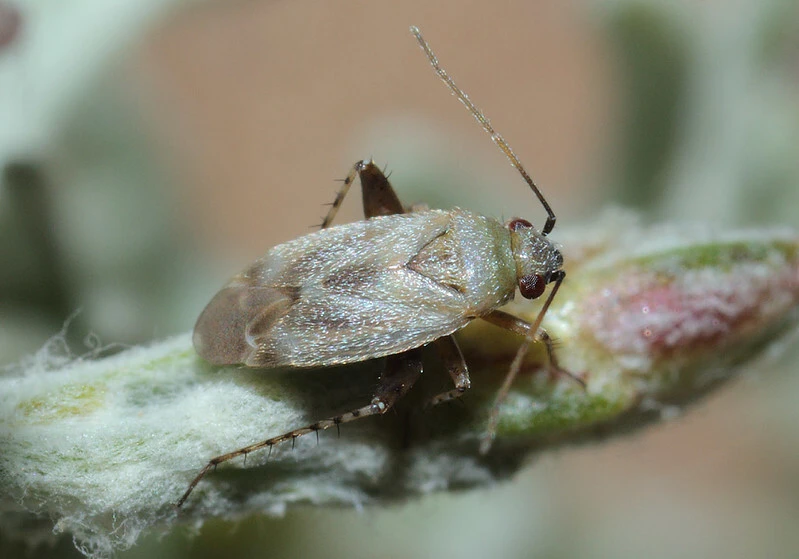 Europiella decolor