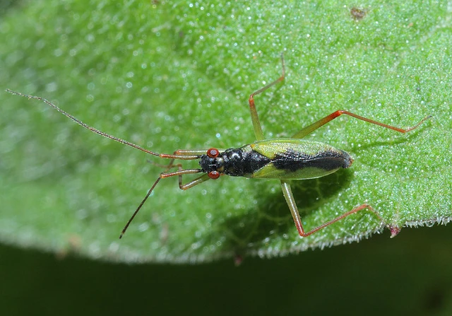 Teratocoris antennatus