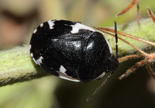 Tritomegas sexmaculatus - hatfoltos földipoloska