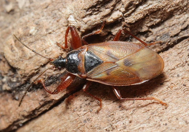 Gastrodes abietum - lapos fenyőbodobács