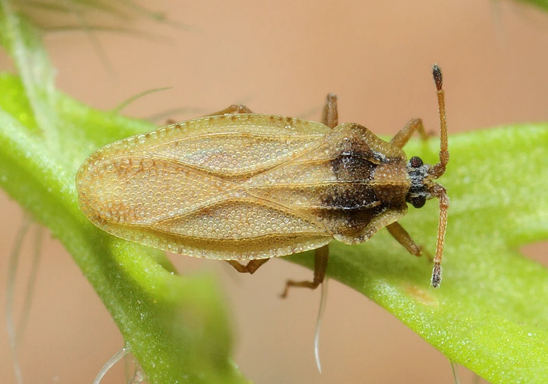 Tingis auriculata - nyakas csipkéspoloska