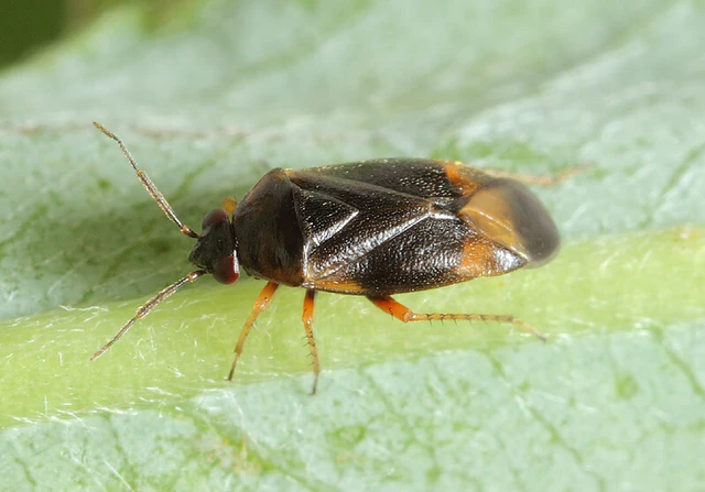 Salicarus roseri
