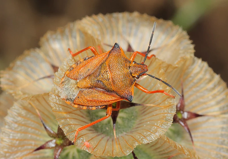 Carpocoris mediterraneus - déli gyümölcspoloska