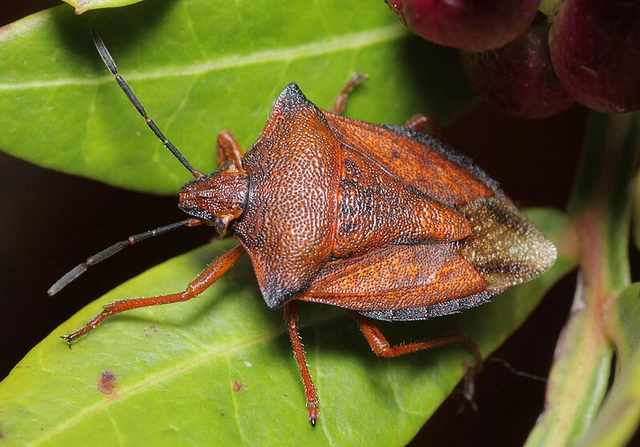 Carpocoris mediterraneus - déli gyümölcspoloska Carpocoris mediterraneus - déli gyümölcspoloska