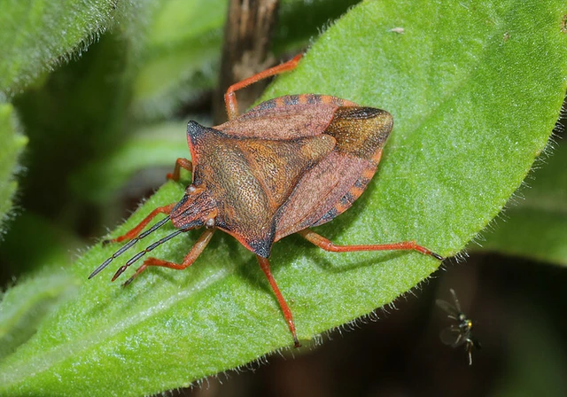 Carpocoris mediterraneus - déli gyümölcspoloska Carpocoris mediterraneus - déli gyümölcspoloska