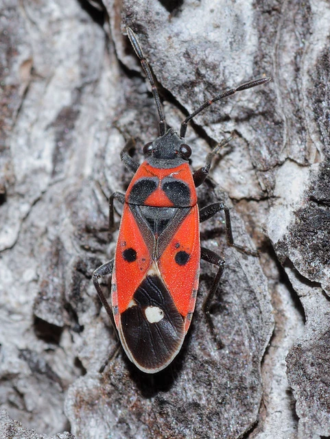Melanocoryphus albomaculatus - nagy fehérfoltos-bodobács