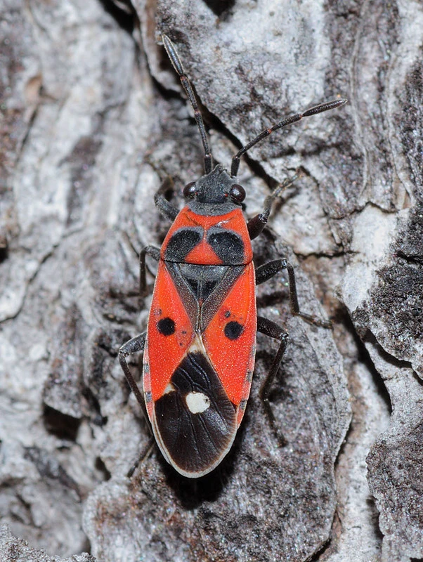 Melanocoryphus albomaculatus - nagy fehérfoltos-bodobács