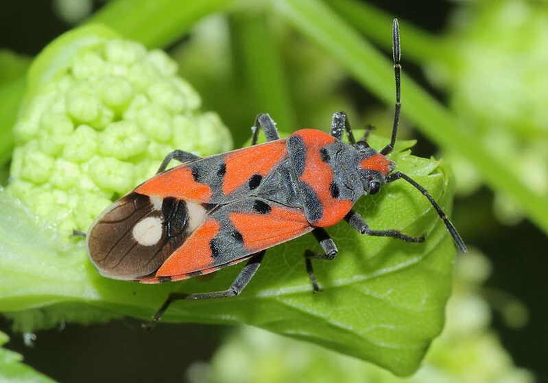 Lygaeus equestris - közönséges lovagbodobács
