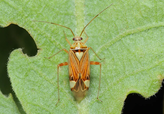 Rhabdomiris striatellus - zebra-mezeipoloska