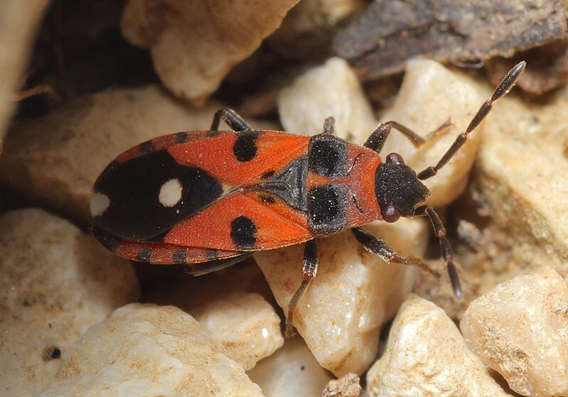 Horvathiolus superbus - kis fehérfoltos bodobács