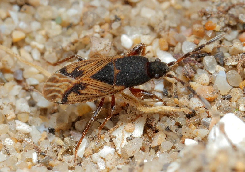 Icus angularis