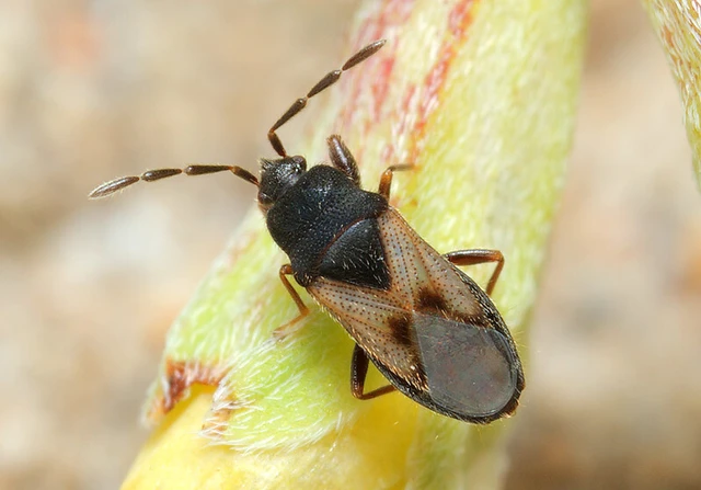 Tropistethus holosericus - törpebodobács