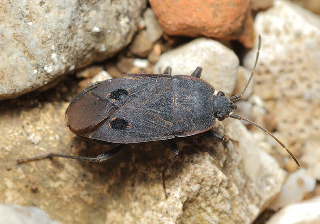 Graptopeltus validus