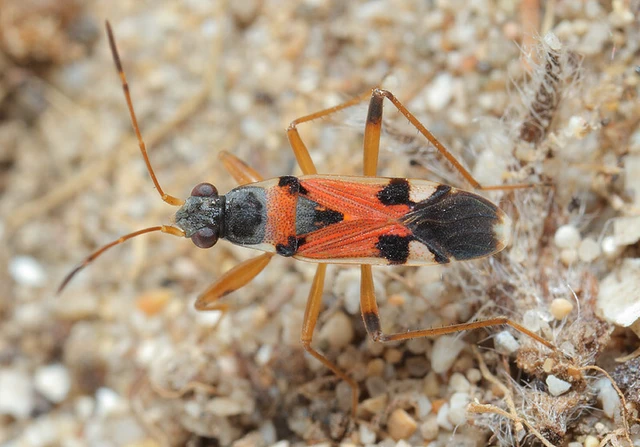 Beosus quadripunctatus - pettyes homokibodobács