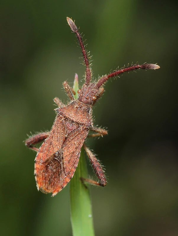 Coriomeris hirticornis