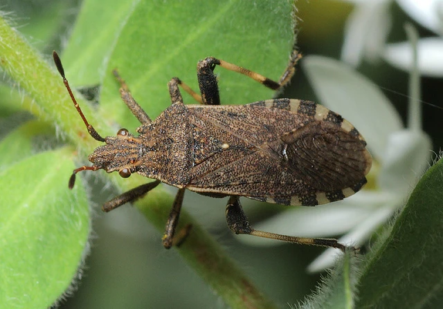 Ceraleptus gracilicornis - tüskéslábú karimáspoloska
