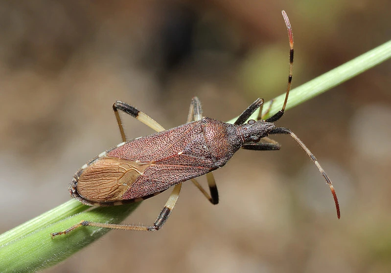 Dicranocephalus albipes - kutyatej-karimáspoloska