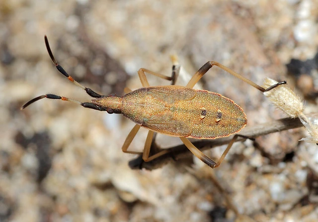 Dicranocephalus albipes - kutyatej-karimáspoloska