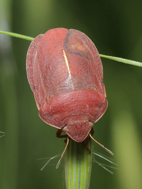 Eurygaster austriaca - osztrákpoloska Eurygaster austriaca - osztrákpoloska