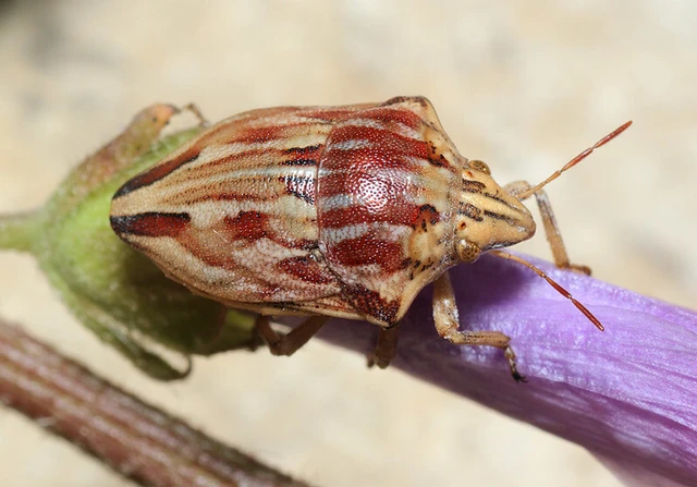 Odontotarsus robustus Odontotarsus robustus