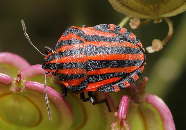 Graphosoma italicum - csíkos pajzsospoloska