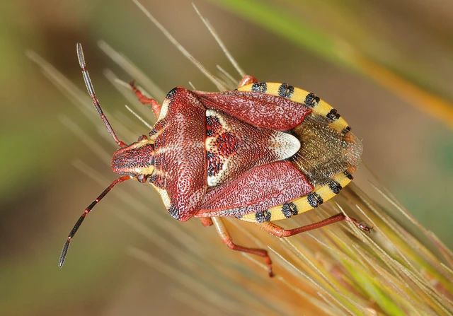Codophila varia - változékony bogyómászó-poloska Codophila varia - változékony bogyómászó-poloska