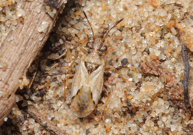 Nysius thymi - kakukkfű-fényesbodobács