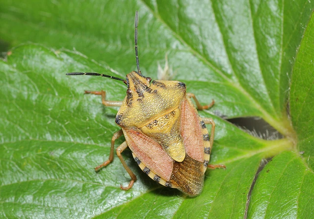 Carpocoris pudicus - közönséges gyümölcspoloska Carpocoris pudicus - közönséges gyümölcspoloska
