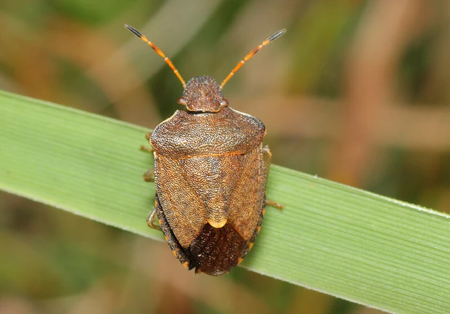 Peribalus strictus - tavaszi címerespoloska Peribalus strictus - tavaszi címerespoloska