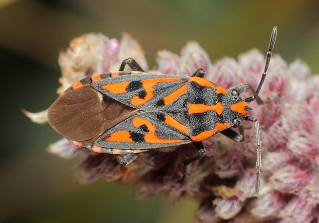 Spilostethus saxatilis - virágbodobács