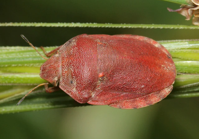 Eurygaster maura - mórpoloska Eurygaster maura - mórpoloska