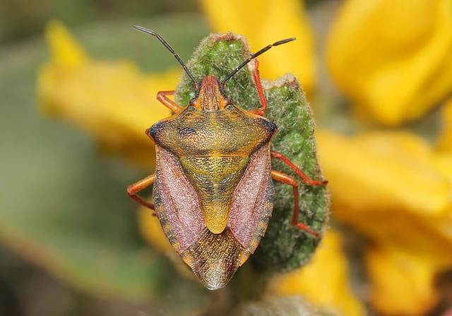 Carpocoris mediterraneus - déli gyümölcspoloska Carpocoris mediterraneus - déli gyümölcspoloska