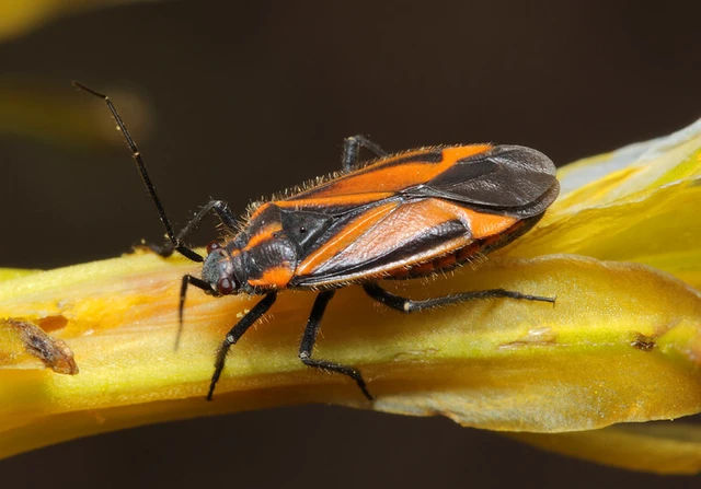 Horistus infuscatus