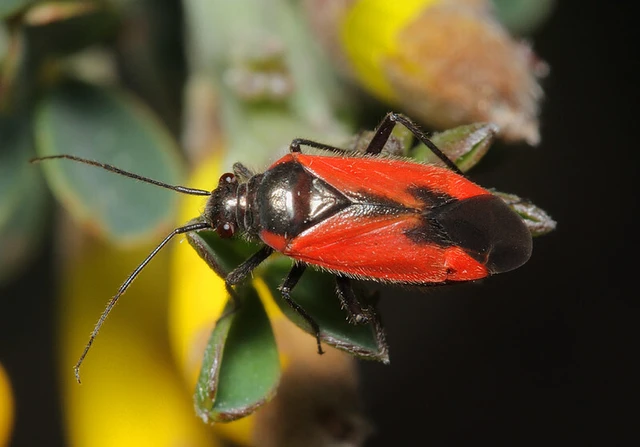 Dionconotus neglectus