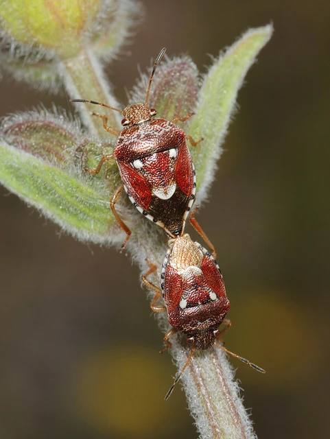 Stagonomus amoenus Stagonomus amoenus