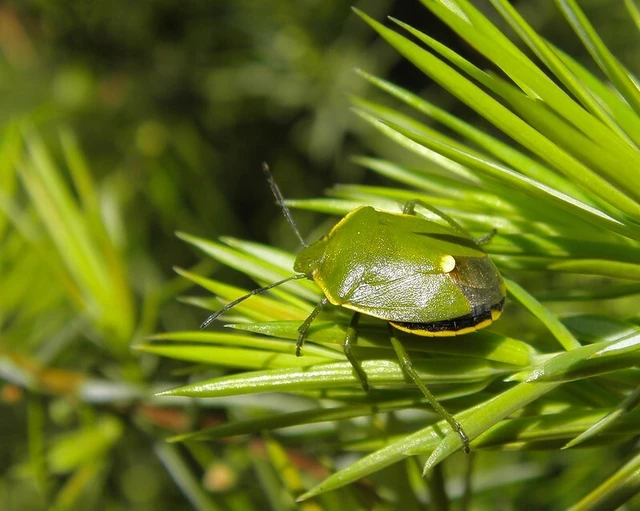 Chlorochroa juniperina - zöld borókapoloska Chlorochroa juniperina - zöld borókapoloska