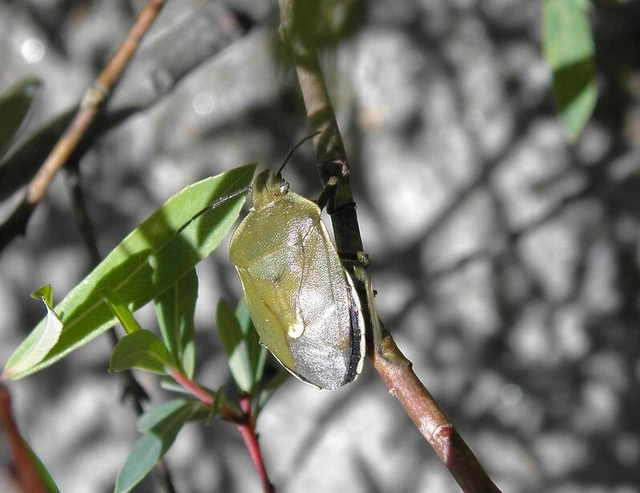 Chlorochroa pinicola Chlorochroa pinicola