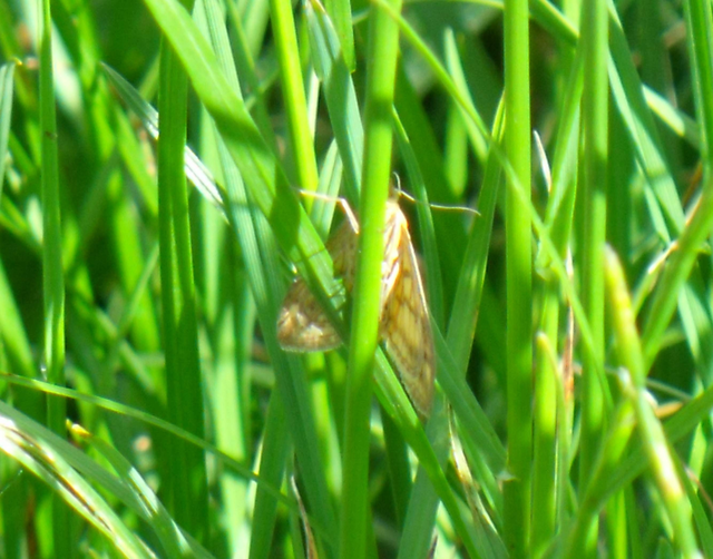 Sitochroa verticalis - világossárga dudvamoly