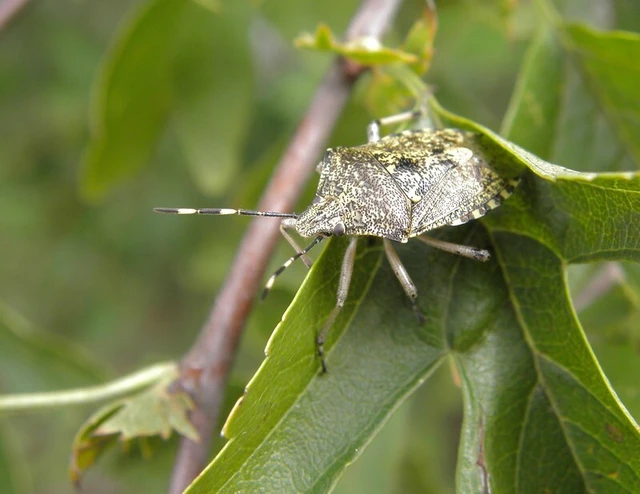 Rhaphigaster nebulosa - bencepoloska Rhaphigaster nebulosa - bencepoloska