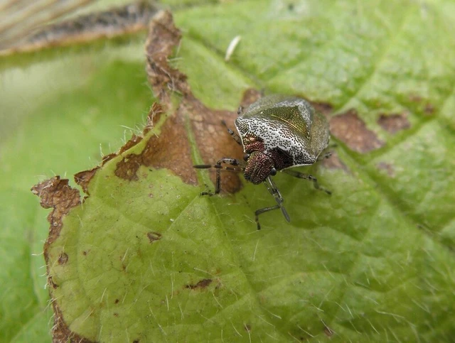 Stagonomus venustissimus - foltos feketefejű-poloska Stagonomus venustissimus - foltos feketefejű-poloska