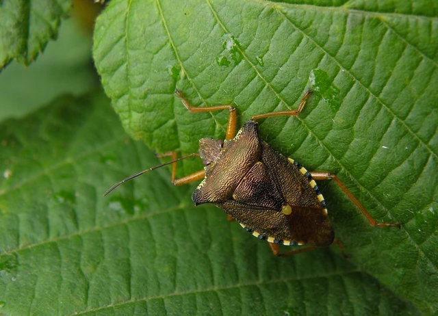 Pentatoma rufipes - vöröslábú címerespoloska Pentatoma rufipes - vöröslábú címerespoloska