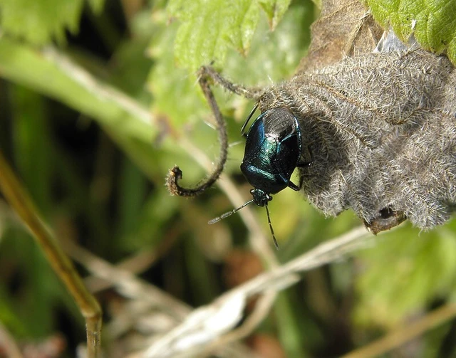 Zicrona caerulea - acélkék poloska Zicrona caerulea - acélkék poloska