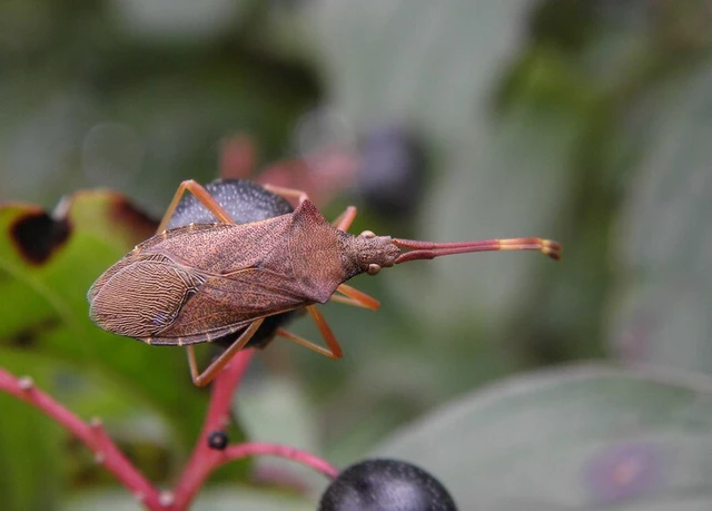 Gonocerus acuteangulatus - aranypetés karimáspoloska Gonocerus acuteangulatus - aranypetés karimáspoloska